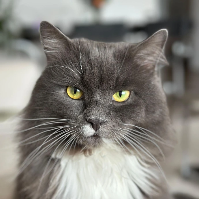Portraitfoto von Wolfgang (Bürokatze)